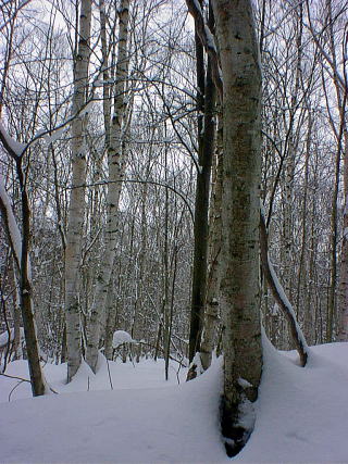 白樺の森です