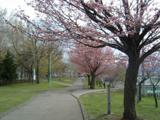 桜と梅がきれいな公園