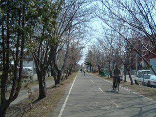 桜並木がきれいな自転車道路